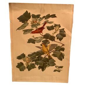 Vintage Summer Central South American Tanager Bird Pair foliage rustic art print